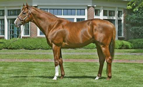 HORSERACING1002's tweet photo. CITY ZIP🇺🇸 1998
(CARSON CITY - BABY ZIP BY RELAUNCH)#CityZip https://t.co/Da1htzczsk
