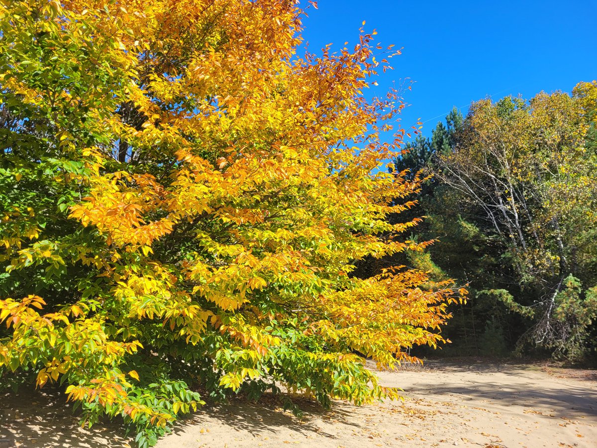 Kheiroplays's tweet photo. #sunnyday #AutumnVibes #fall #Autumn #Season #colorful #leaves #trees #naturelovers #Outdoors #Nature #Canada #Quebec https://t.co/xk7EesUahC