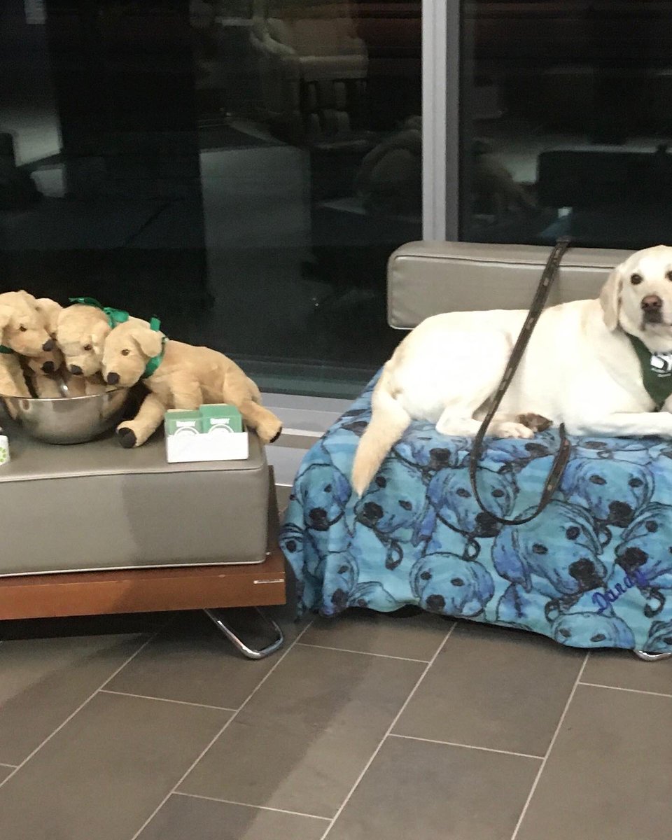 RomanandDandy's tweet photo. Dandy was at the TPS Wellness Day at the Police College. Made new friends and saw lots of old friends!!
@TPSWellnessUnit
#wellness #traumadogs #dogsoftwitter https://t.co/ZdpBbUA5je