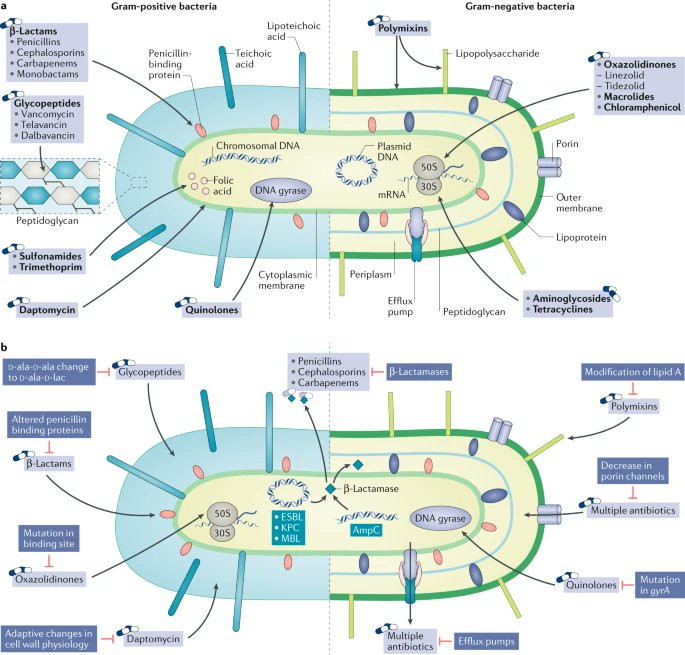 Mechanisms of action and resistance of some common antibiotics