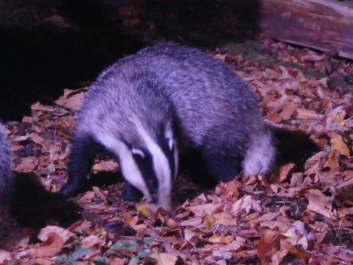 JoshsWildlife's tweet photo. What a night! My first time seeing wild badger and I saw ten!
At @speysidewildlife
#badger #wildlife #badgers #nature #wildlifephotography #animals #badgersofinstagram #britishwildlife #mammals #naturephotography #animal #forest #lovewildlife #animal https://t.co/67Vj20Iwae