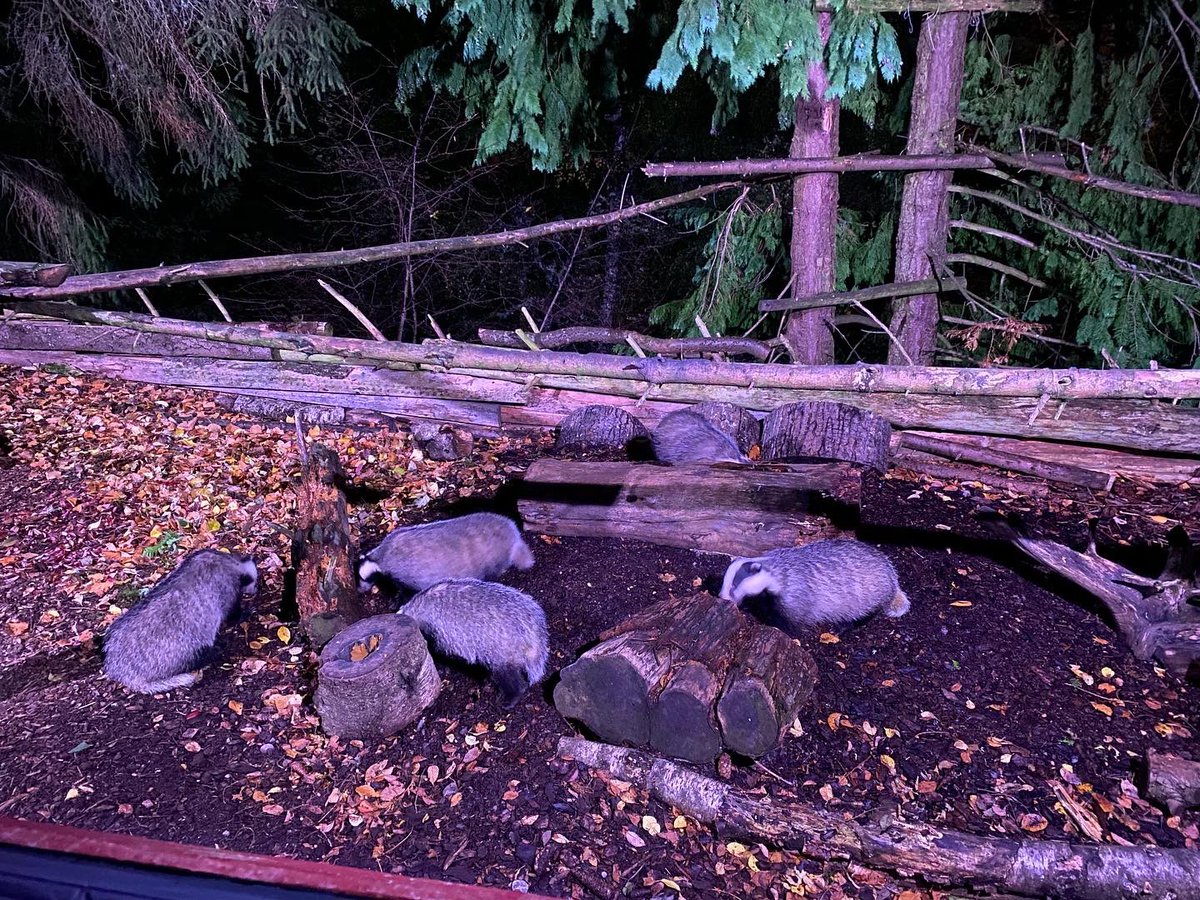 JoshsWildlife's tweet photo. What a night! My first time seeing wild badger and I saw ten!
At @speysidewildlife
#badger #wildlife #badgers #nature #wildlifephotography #animals #badgersofinstagram #britishwildlife #mammals #naturephotography #animal #forest #lovewildlife #animal https://t.co/67Vj20Iwae