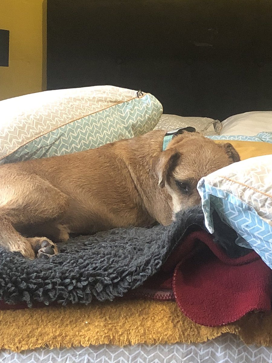 QualityWaffle's tweet photo. @gavreilly Had to build a fort for my poor dog. He’s shook!!! https://t.co/lVuVlAmnQe