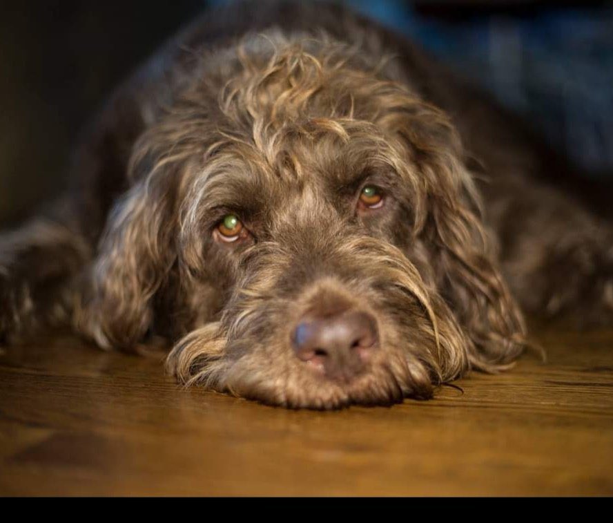 Elizabeth Gregory tweet media