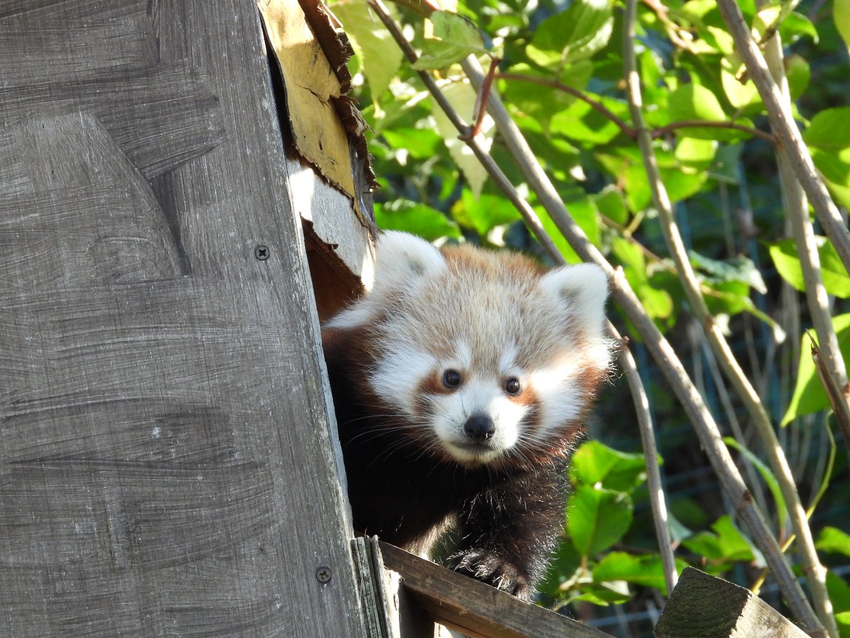 WelshMountainZo's tweet photo. 🥰 It's a cuteness overload! 🥰

Introducing Asha, the newest member of our Red Panda family! 🐾

Find out more here 👇
https://t.co/BwYVAGT2LU

#NewArrival #RedPandaFamily #CutenessOverload #SupportingConservation #WMZ #NationalZooOfWales https://t.co/gtw4Kgu3aH