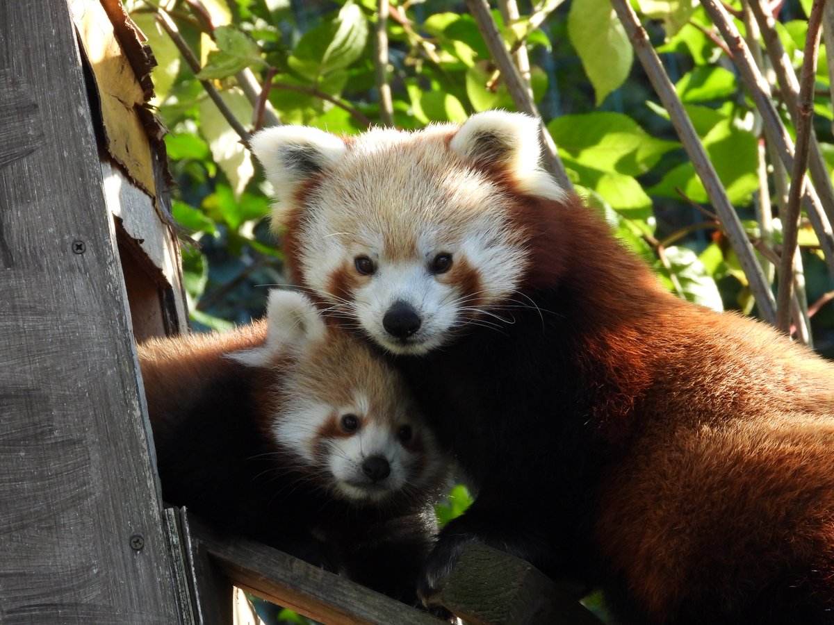 WelshMountainZo's tweet photo. 🥰 It's a cuteness overload! 🥰

Introducing Asha, the newest member of our Red Panda family! 🐾

Find out more here 👇
https://t.co/BwYVAGT2LU

#NewArrival #RedPandaFamily #CutenessOverload #SupportingConservation #WMZ #NationalZooOfWales https://t.co/gtw4Kgu3aH