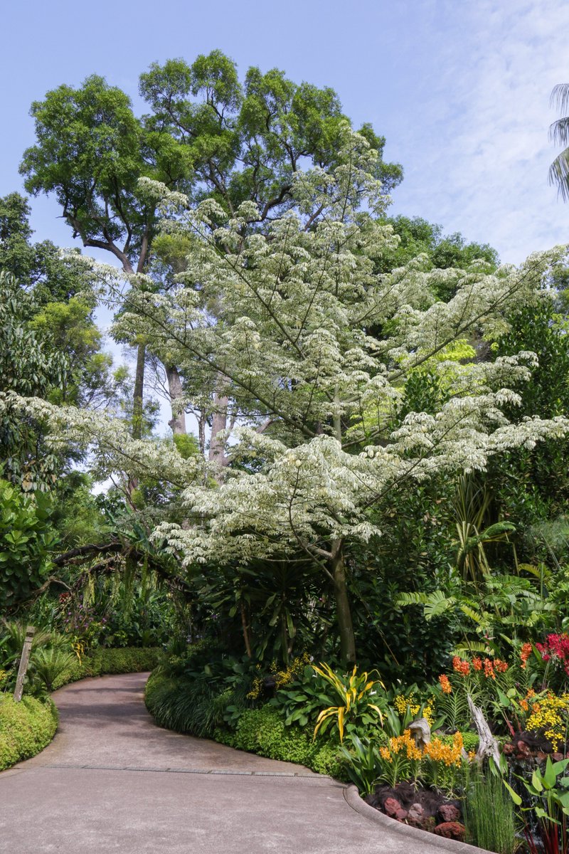 GreenEmerging's tweet photo. Flowering dogwood. Have you seen it before? 😮
#cornusflorida #tree #flower #plants #garden #gardening #usa #unitedstates #mexico #green #gogreen #beautiful #nature #naturelovers #dogwood #frontyard #backyard #outdoors #mothernature #sustainability #JournoRequest #PRRequest https://t.co/pLB4ZwxUn3