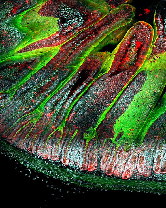 🔬🎨 BioArtography Micro Flash Sale - 25% off everything at bioartography.com on 10/19/22! Support scientific outreach &amp; share the science art love! Image pictured “Dynamical Villi” from the 2022 Collection #bioart #sciart #supportscience #microscopy #stem #steam