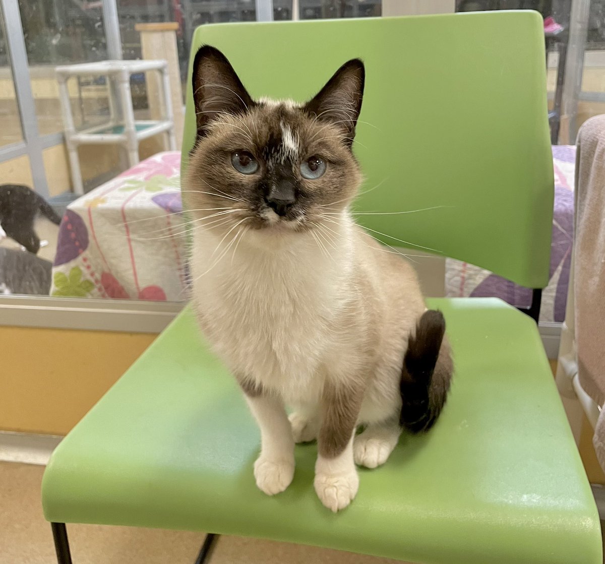 Sapphire is here to wish you a bluetiful Wednesday! 💙💎

Adopt this beauty! bit.ly/2VXmpke