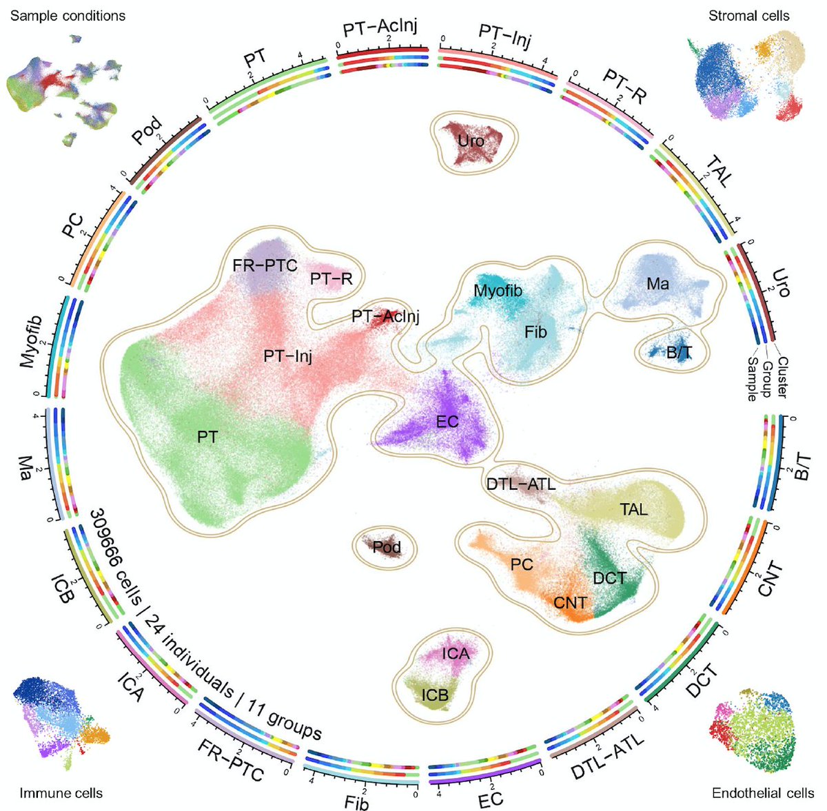 Ben Humphreys (@humphreyslab) on Twitter photo Excited for the release today of our optimized split pool barcoding (sci-RNA-seq3) kidney #SingleCell #Fibrosis MS in <a href="/Cell_Metabolism/">Cell Metabolism</a>, led by the amazing <a href="/HaikuoLi/">Haikuo Li</a> w/ assists from @EzrinRadixin & <a href="/HaojiaWu/">Haojia Wu</a>!!
309,000 cells, 24 groups, ONE experiment!
authors.elsevier.com/a/1fxlb5WXUlP6⊠Excited for the release today of our optimized split pool barcoding (sci-RNA-seq3) kidney #SingleCell #Fibrosis MS in <a href="/Cell_Metabolism/">Cell Metabolism</a>, led by the amazing <a href="/HaikuoLi/">Haikuo Li</a> w/ assists from @EzrinRadixin & <a href="/HaojiaWu/">Haojia Wu</a>!!
309,000 cells, 24 groups, ONE experiment!
authors.elsevier.com/a/1fxlb5WXUlP6âŠ