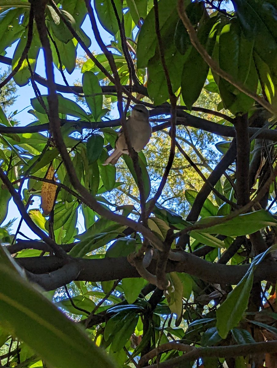 halophile13's tweet photo. You know you're back in Virginia when there's a mockingbird in your magnolia 💚 Two friends I missed when I lived in New York! https://t.co/PZkgCmSSAg