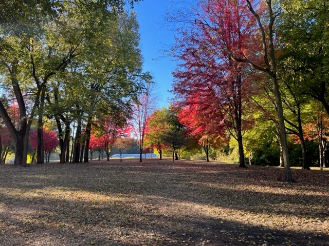 CityofMorris's tweet photo. Riverfront Park in the City of Morris was exceptionally beautiful this morning!
#autumn #morrisillinois https://t.co/39hSjnW3sn