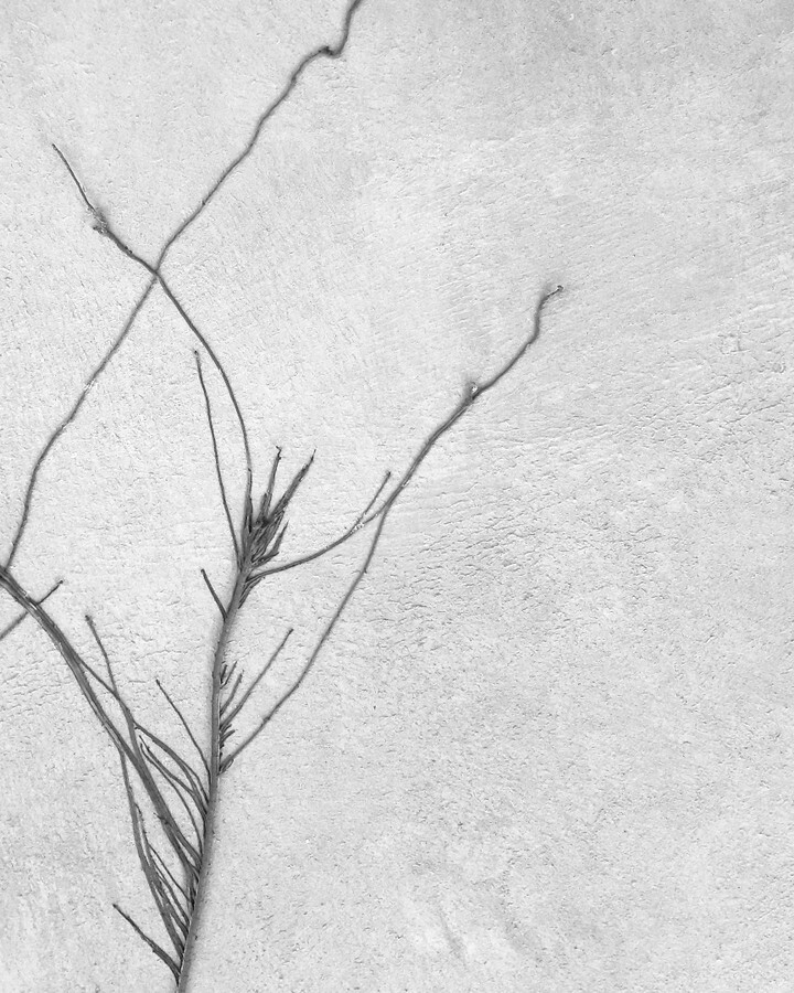 cyanblueseas's tweet photo. Reach for it
#reachforit #plantsofinstagram #52frames_blackandwhiteminimalism #blackandwhitephotography #wheretheskymeetstheland https://t.co/ddQmF7kKH6 https://t.co/QmoyGMOxb3