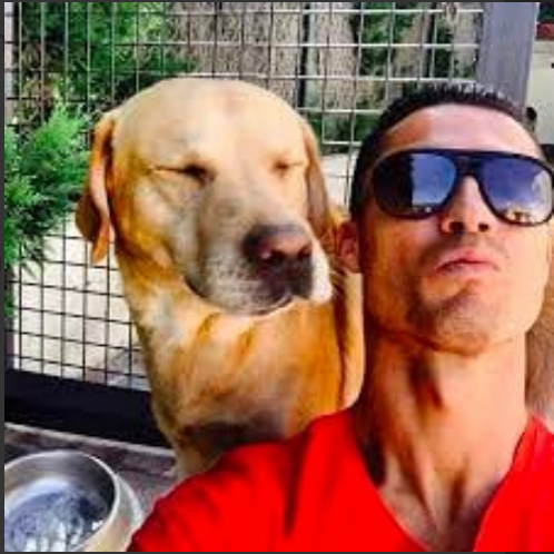 This is Marosca, Cristiano Ronaldo's pet inu. A cute labrador inu chilling with arguably the greatest footballer of all time.