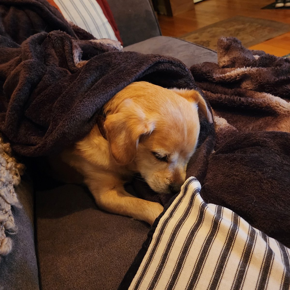 I think the short humans maybe gave me too many snacks and now my belly hurts. Why would snacks do this to me when I love them so much? #snacks #dogsoftwitter #moresnacksnowplease