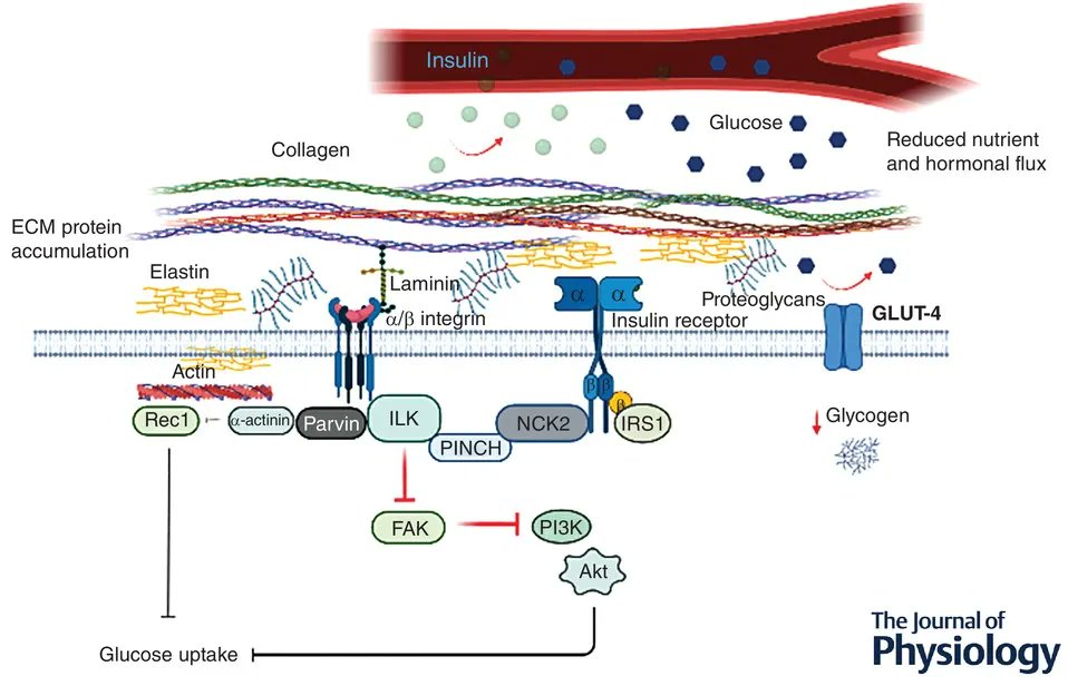 The #topicalreview for Issue 20 concerns skeletal muscles glucose uptake, with the involvement of integrin signalling proteins and the extracellular matrix! 💀@DraicchioFulvia , @Nick_Hurren, @NealeTillin, @mackenzie_dr, Behrends and @LykkeSylow review.📜buff.ly/3D9H0Jm