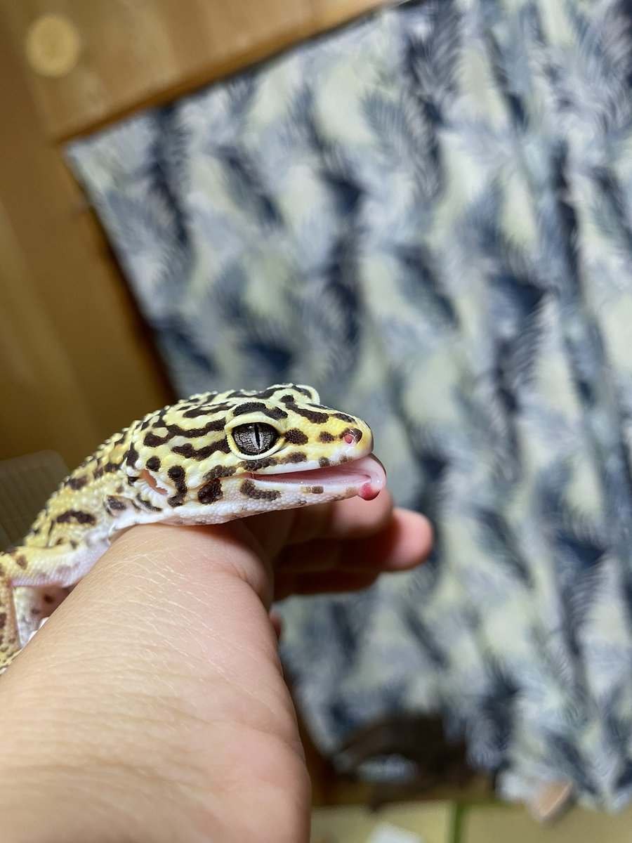 claly25's tweet photo. 新入りのトラ吉です🦎❤️
めちゃくちゃ可愛い。。。 https://t.co/2IZbRMZGeM