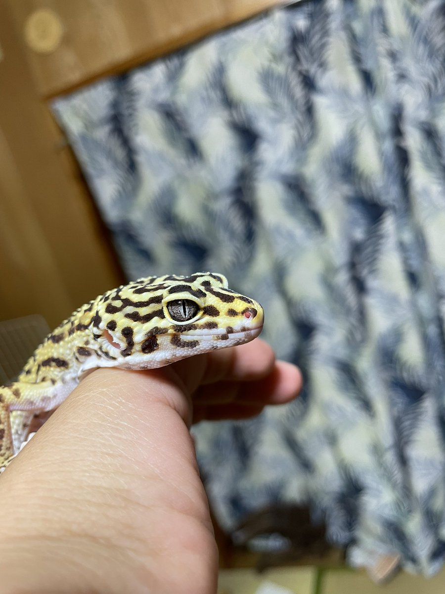 claly25's tweet photo. 新入りのトラ吉です🦎❤️
めちゃくちゃ可愛い。。。 https://t.co/2IZbRMZGeM