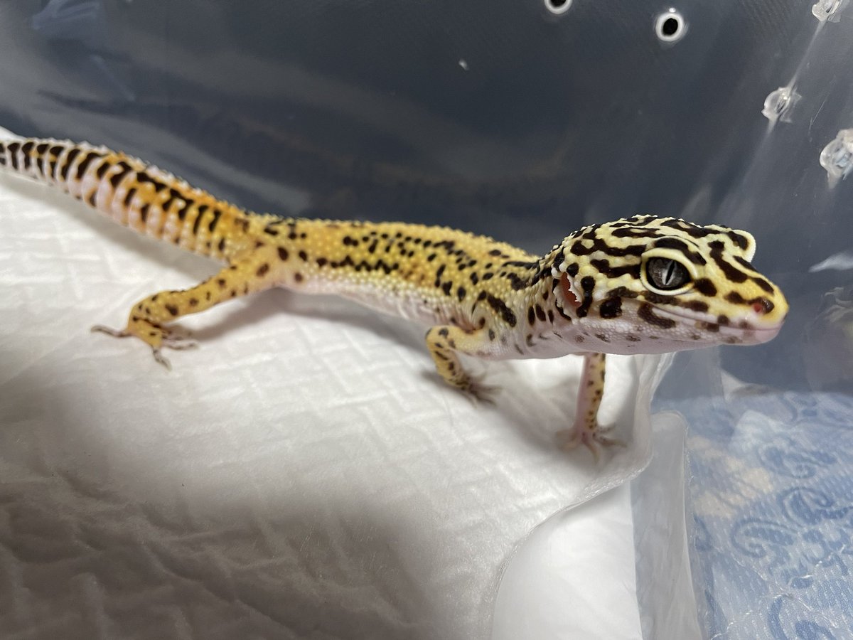 claly25's tweet photo. 新入りのトラ吉です🦎❤️
めちゃくちゃ可愛い。。。 https://t.co/2IZbRMZGeM