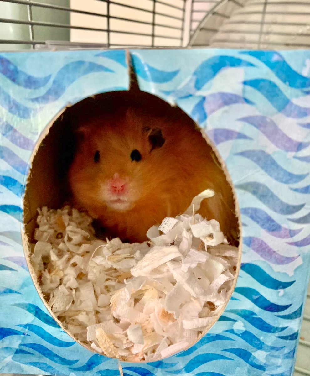 Us: We make soft facial tissue!
Bean the Hamster: Noooo, you make homes for Bean.
Us: Yes. Also that.