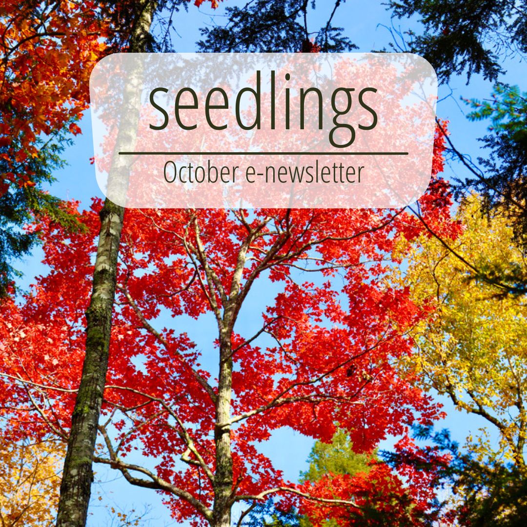 Maine_TREE's tweet photo. The October edition of our seedlings newsletter is here! 

In this issue: 
- Window to the Woods for Educators
- Holt Research Forest Down East Magazine Feature
- CLP Annual Banquet is December 2
- Forestry Field Day Recap

seedlings -- October 2022 - https://t.co/eOKCEDjy2x https://t.co/1CqTLNyqP1
