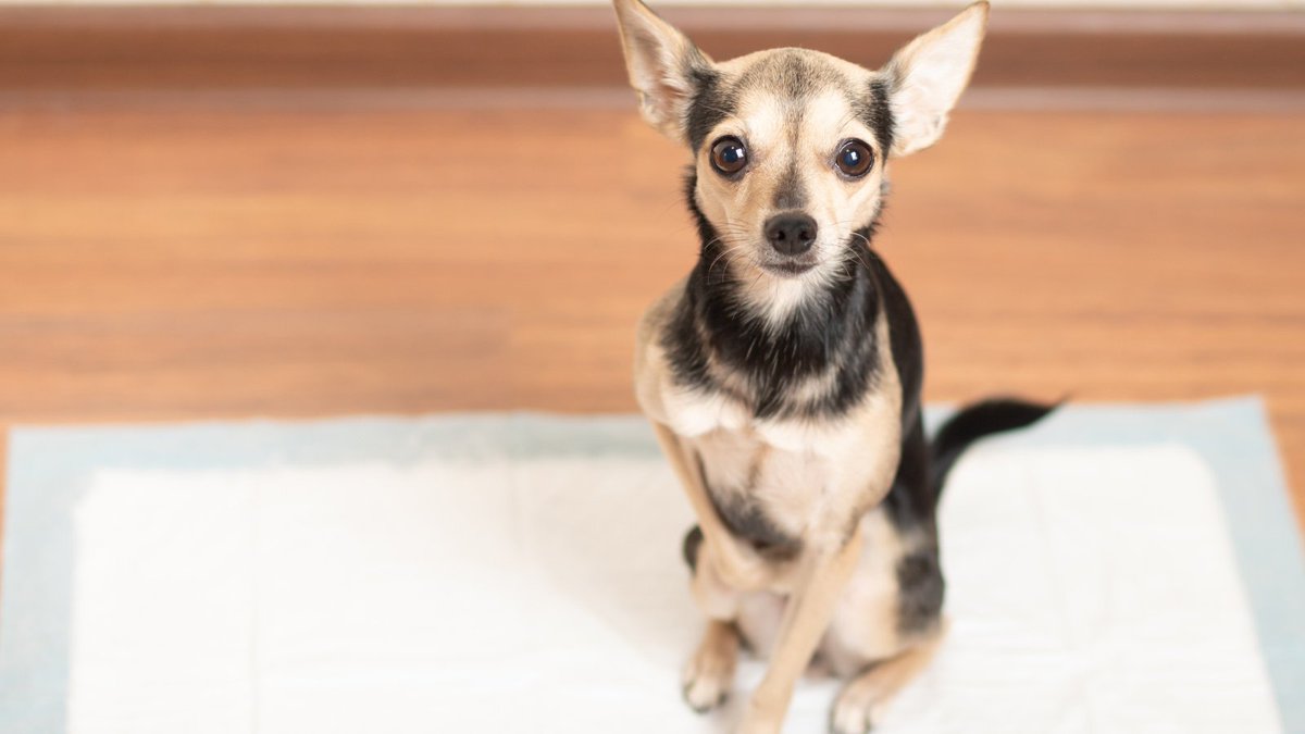 If you’re welcoming a new dog into your home, you can expect a few messes as they acclimate! Don’t give up - check out our tips for handling housetraining woes: bit.ly/3TBx7JR. #AdoptADogMonth