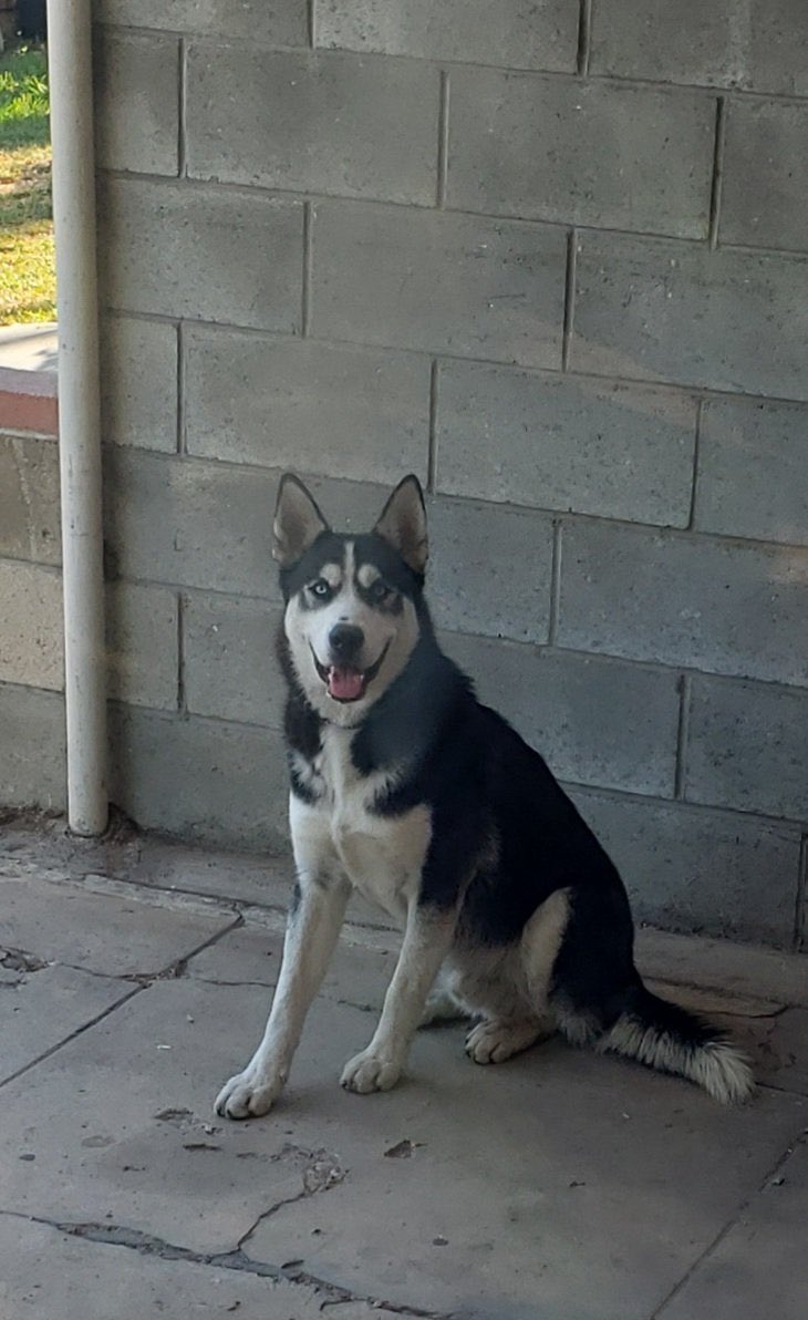 BOYLE HEIGHTS: Who let this dog out? Whittier Blvd. Indiana. Collar. No tags. Find his home.