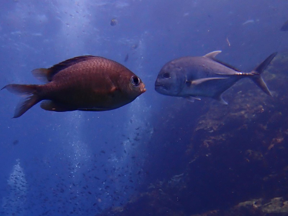 Face off.
#SimilanIslands  #diving #KhaoLakDiving  #DivingKhaoLak #Liveaboards #similanislandsliveaboard