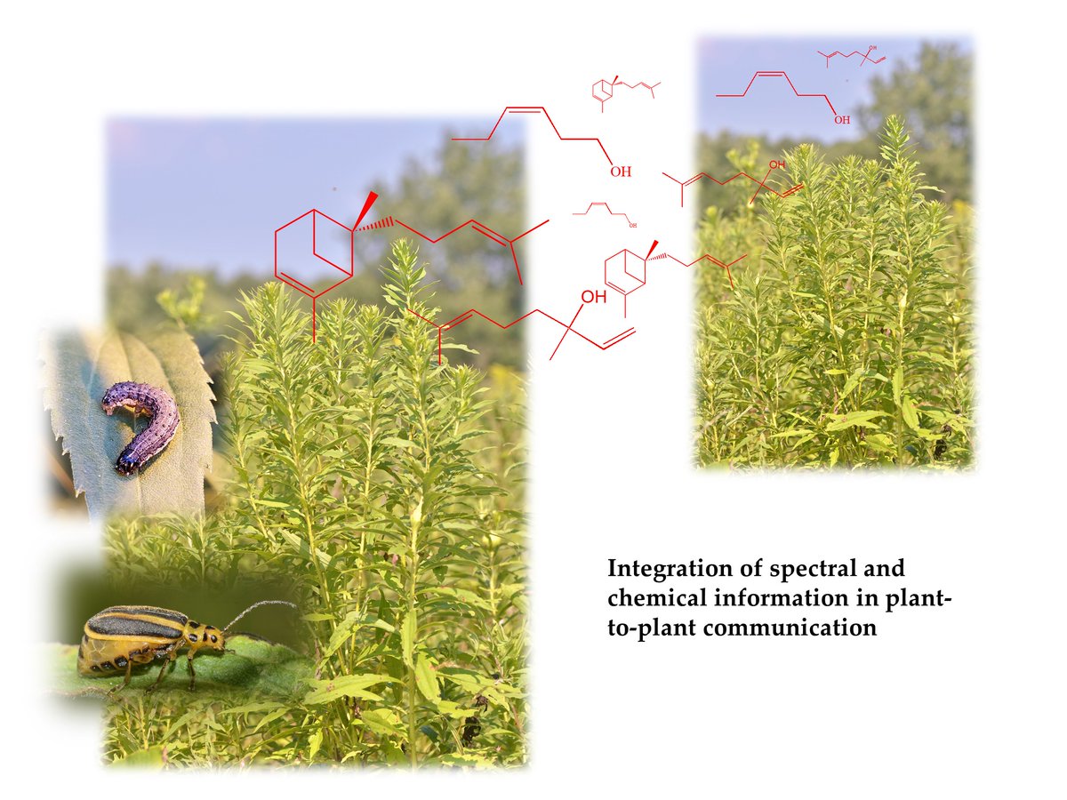 Kessler Laboratory (@kessler_lab) on Twitter photo An interesting new study by Alex Chautá on how plants perceive their environment: mdpi.com/2223-7747/11/2… An interesting new study by Alex Chautá on how plants perceive their environment: mdpi.com/2223-7747/11/2…