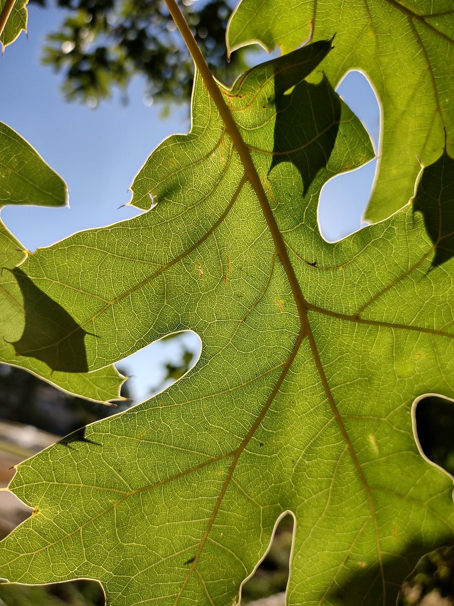 huntjb's tweet photo. Afternoon sunlight 
Cool breeze and lengthening shade
Leaves cling while tears fall
#WoodwardPark #Tulsa https://t.co/X6prOPCC2u