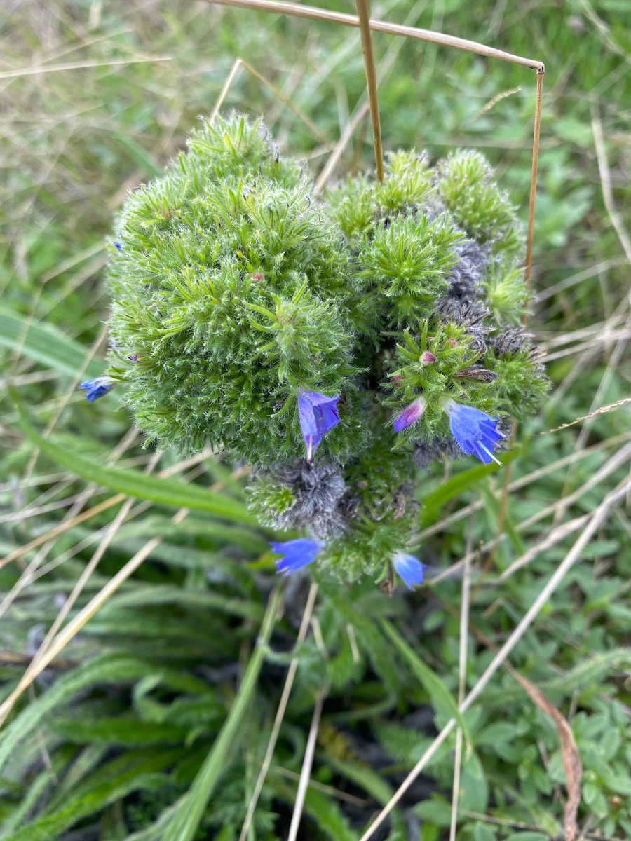TheGreenJeanie's tweet photo. Now that I know this mossy #VipersBugloss @dungenessrspb is caused by #gallmite Aceris echii &amp; not #radiation from #dungeness #nuclearpowerplant, I am worried. It's a top #beeplant. Will the gall affect the #nectar flow for #pollinators? @nikkigammans @BumblebeeTrust #bumblebees https://t.co/g39OZAPi3R
