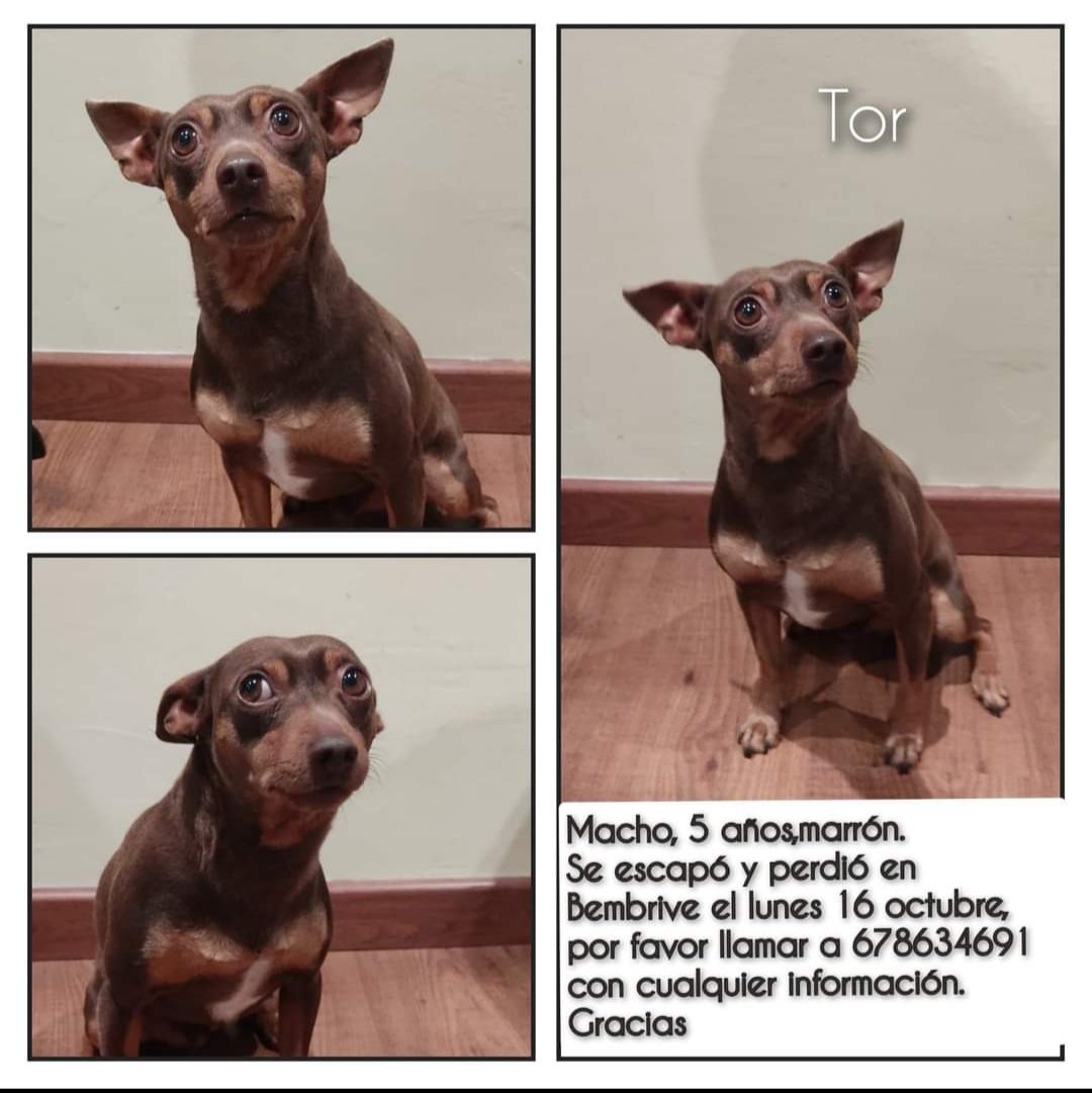 wonderbroman_'s tweet photo. Se llama Tor y se ha perdido en la zona de Bembrive-Vigo. Por favor compartir por si alguien lo encuentra. Gracias https://t.co/U7rln3EBwQ
