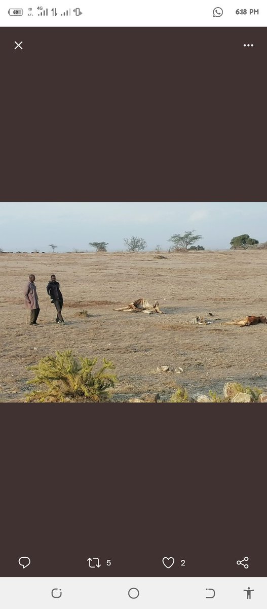 GatunaLiyan's tweet photo. My heart pains seeing such kind of life children dropping out of school,animals dieing , families getting no access to clean water and food , families break up let us embrace leaving no one behind in this trying times 
#PayUp4LossAndDamage 
@ActivistaIsiolo  
@EcoVistaIsiolo https://t.co/slMmHK8jye
