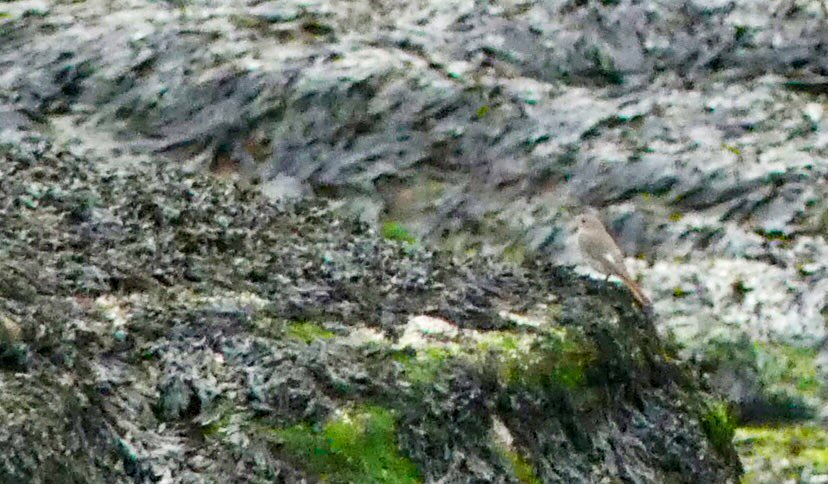 Couple of hours @hilbrebirdobs with @Alanehitch saw a huge thrush movement (noticed over mainland with 100s redwings streaming SW), 1125 #Redwing & 38 #Fieldfare + 18PinkfootedGeese over, a late #GardenWarbler & #Redwing c&r + #BlackRedstart added to my ‘birds on seaweed list’!