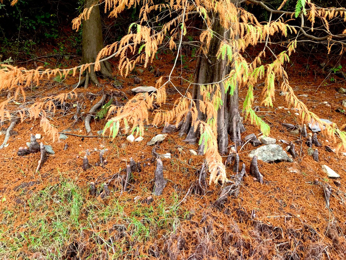 快乐的小河🇨🇳 tweet media