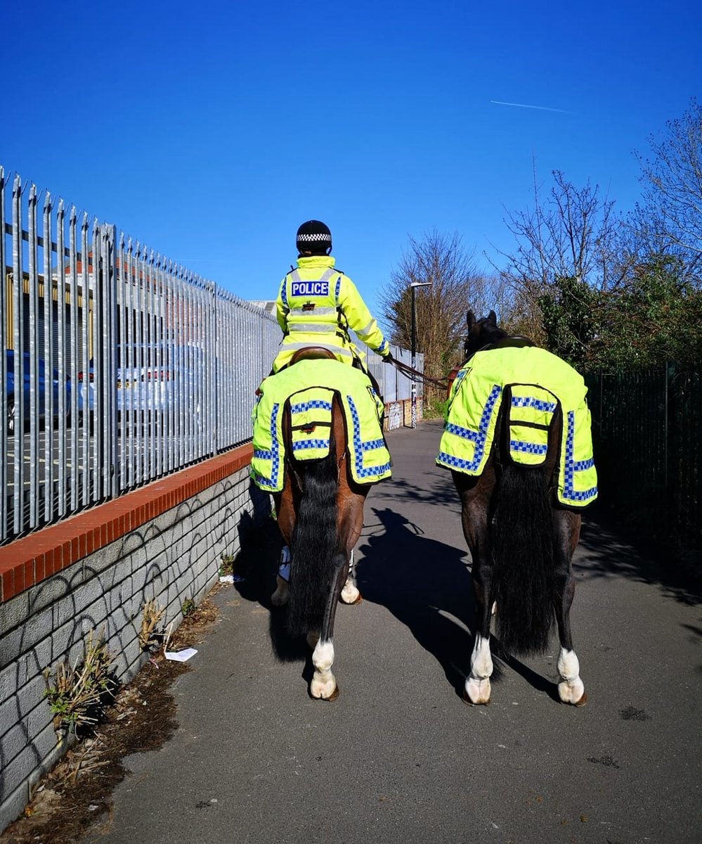 ASPoliceHorses's tweet photo. We hope you’ve enjoyed getting to know more about the Mounted Section on Emergency Services Day! #999Day https://t.co/kQzmOpIwiD