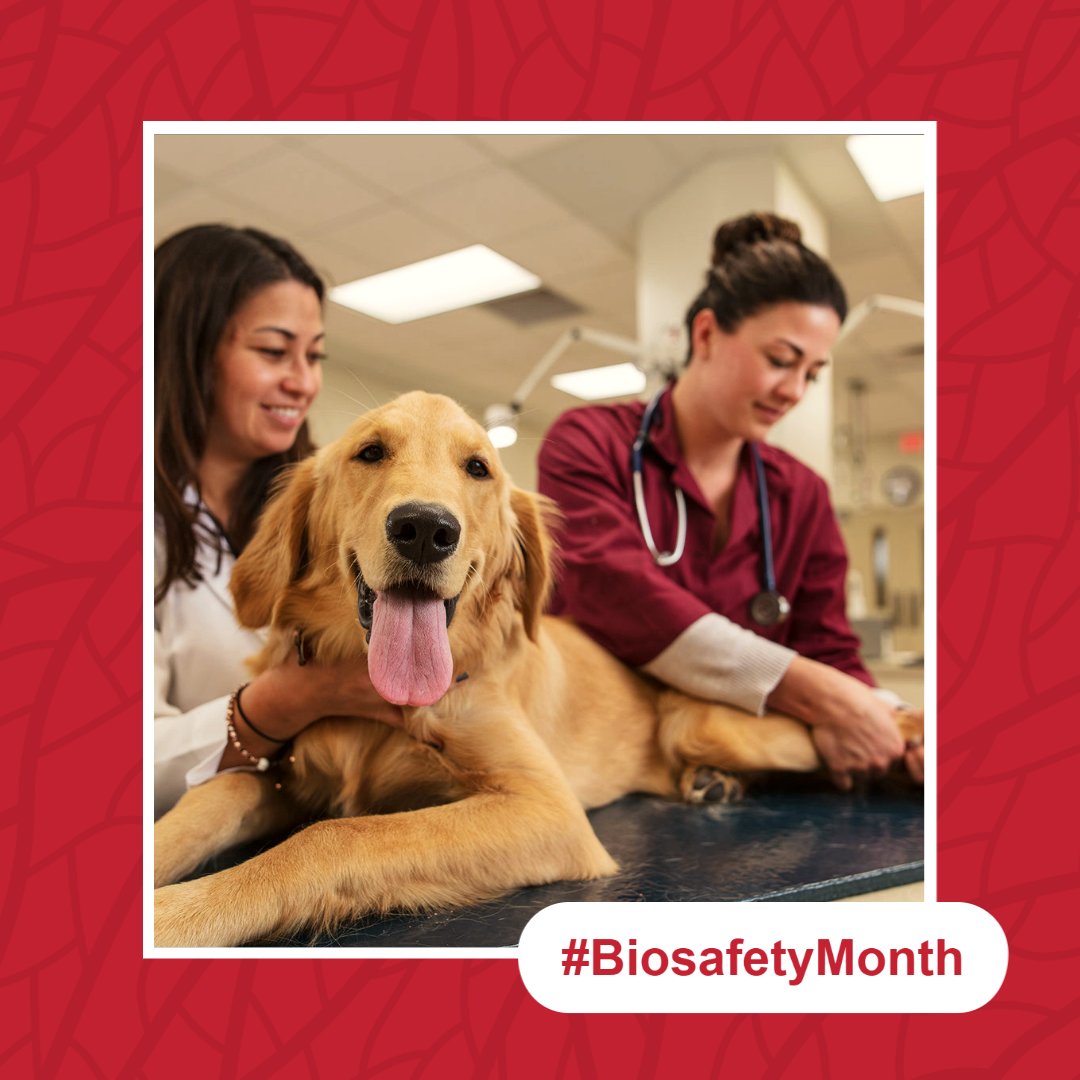 IowaStateUEHS's tweet photo. Our Biological Safety team's focus on biosafety policies, practices, and procedures creates valuable and safe hands-on learning opportunities for students and helps the university conduct research safely and responsibly. #BiosafetyMonth #AdventureSafely #EveryoneHomeSafely https://t.co/1ZkKo6ICbW