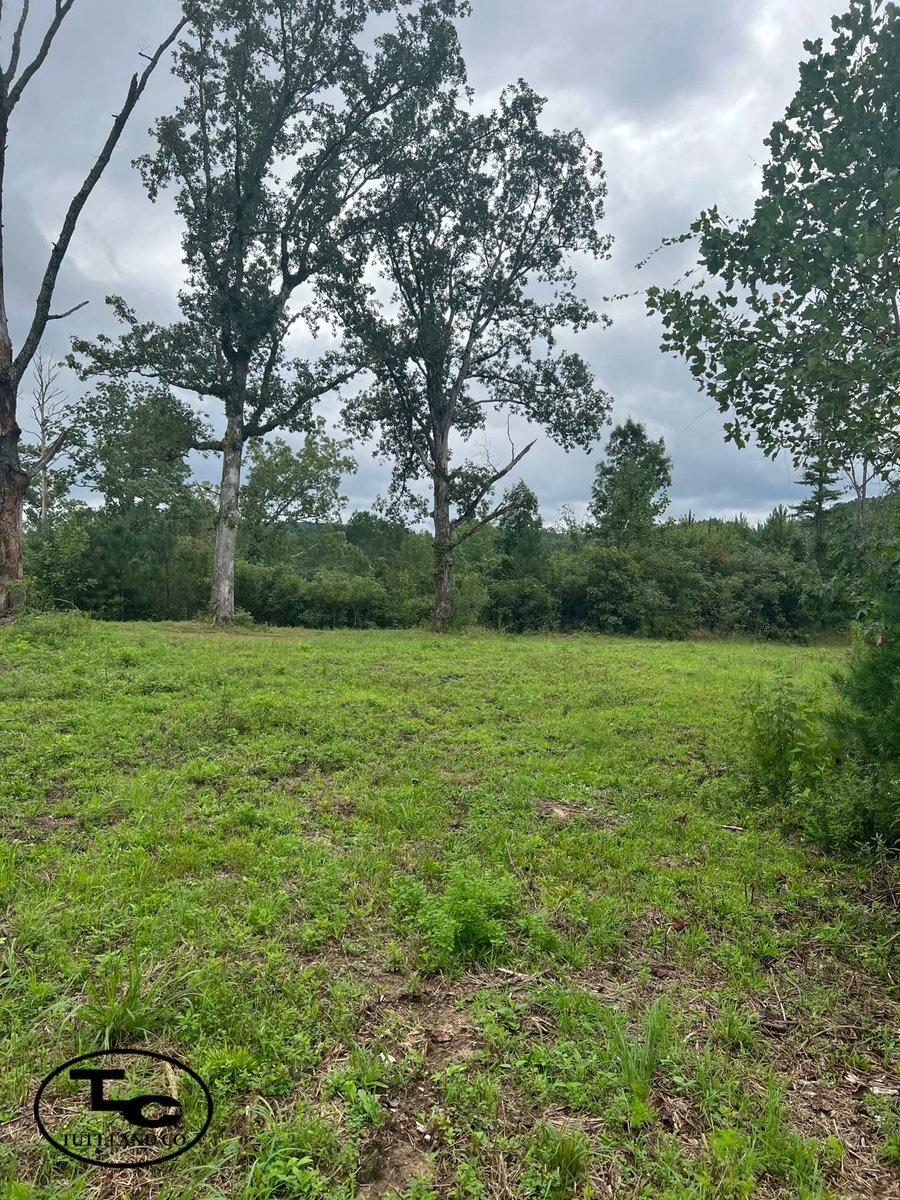 tutt_land's tweet photo. This 40 acre property is located in Tuscaloosa County, AL just a mile off of Highway 69. This tract consists of loblolly pine and hardwood natural regeneration along with seasonal creeks. Priced at $60,000. Call Lee Wicks at 205-826-9974
https://t.co/txE4aUjlqG
#wildlifeplot https://t.co/xDRgyL3C7Y
