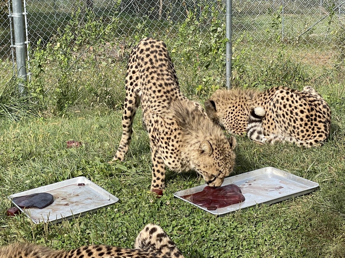 NationalZoo's tweet photo. Happy birthday 3D, Kushoma, Zura, Kuba & Kuki! 🐆🐆 On Oct. 12, Rosalie's cubs celebrated their 1st birthday in Front Royal, Va. 🥳 Keepers placed bloodsicles (trays of frozen blood) and bones in the yard. The family was quick to tear into their birthday treat!😋 #CheetahCubdate https://t.co/vwCBlEW3bb