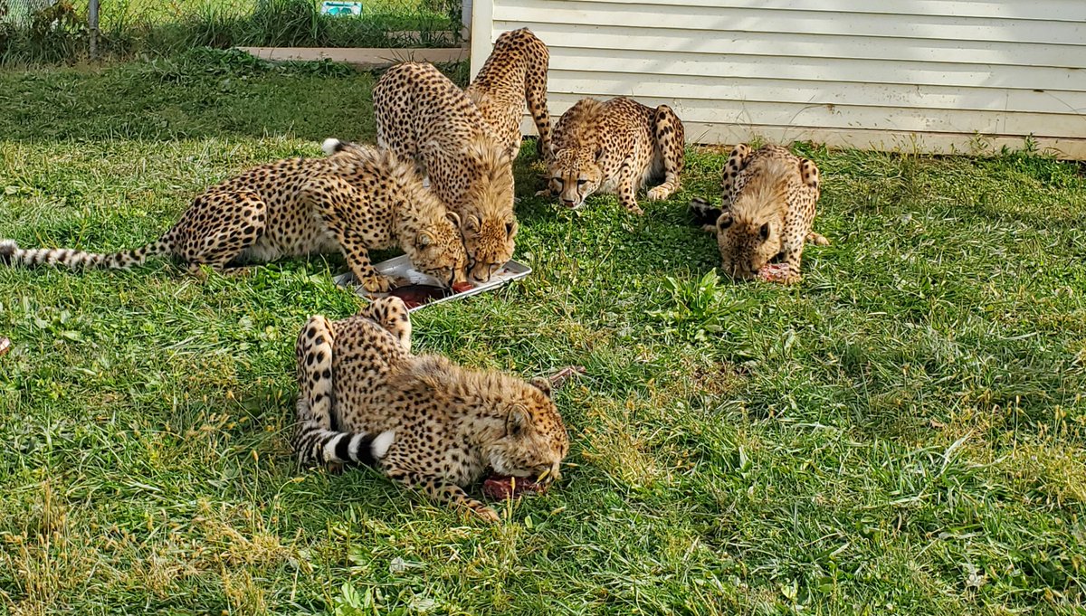 NationalZoo's tweet photo. Happy birthday 3D, Kushoma, Zura, Kuba & Kuki! 🐆🐆 On Oct. 12, Rosalie's cubs celebrated their 1st birthday in Front Royal, Va. 🥳 Keepers placed bloodsicles (trays of frozen blood) and bones in the yard. The family was quick to tear into their birthday treat!😋 #CheetahCubdate https://t.co/vwCBlEW3bb