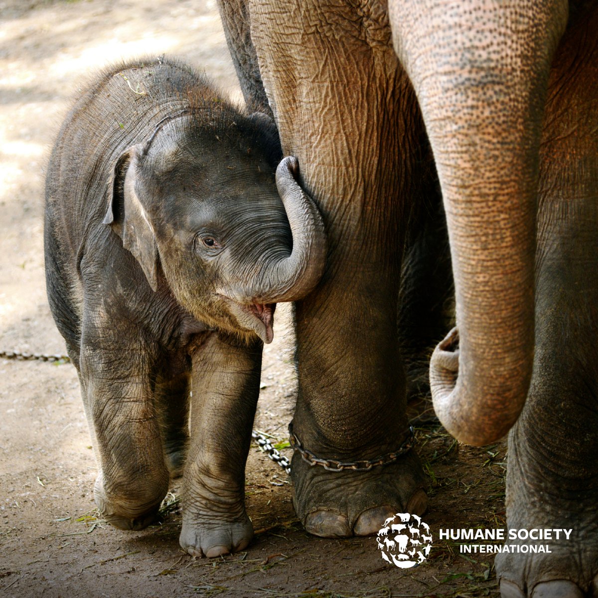 humaneworldnews's tweet photo. TAKE ACTION: Across Canada, there are hundreds of thousands of captive wild animals suffering horrific conditions.
 
Urge Canada to pass the Jane Goodall Act which phases out elephant captivity &amp; bans the new captivity &amp; entertainment use of 800+ species! https://t.co/91RdCgcmst https://t.co/xtgVRmTIen