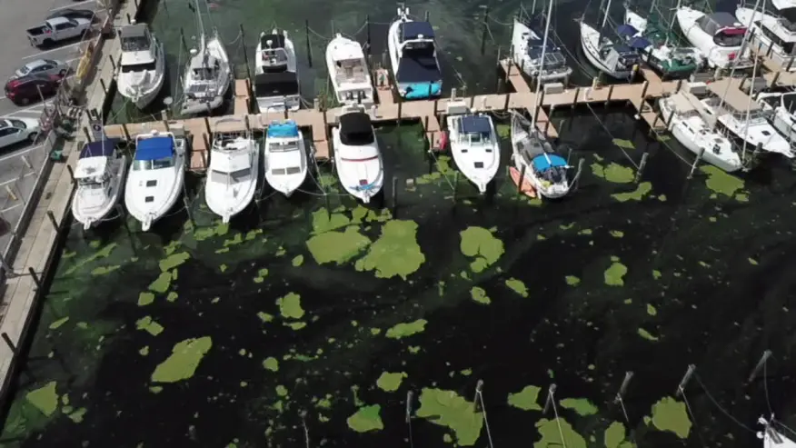 Harmful blue-green algae found in Polk County lake bit.ly/3yUTim6