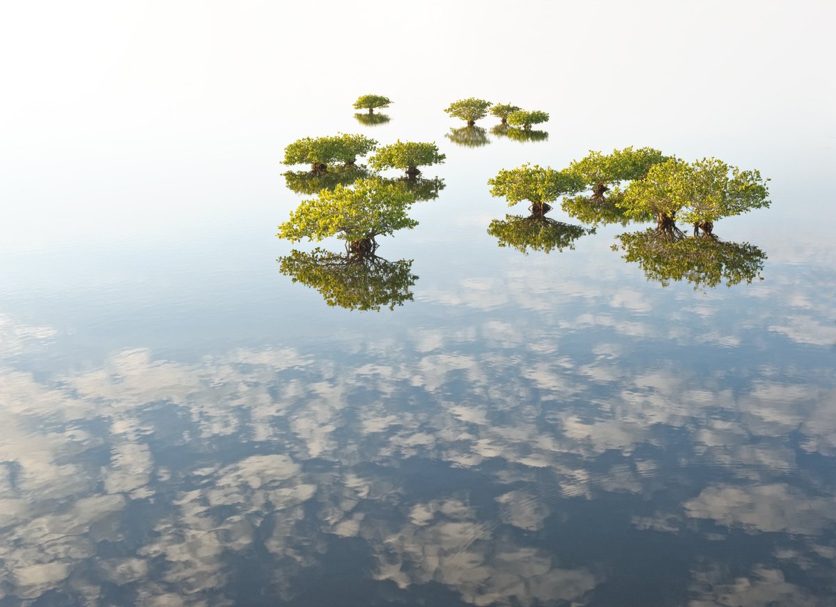 The fantastic runner-up in the Mangroves &amp; Landscape category of the #MangrovePhotographyAwards 2022 is ‘Dreamlife of Mangroves’ 🌅💚🌱🌎Congratulations to Melodi Roberts for this serene reflection at dawn on the Merritt Island National Wildlife Refuge in Florida.👏

#Mangroves