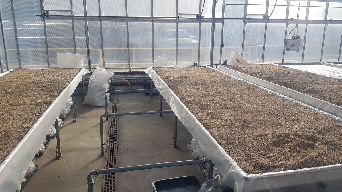 JohnathanNapie1's tweet photo. This is the amazing power of plant biotechnology! 7 years ago we made a GM camelina plant that makes omega-3 fish oils. Today in the glasshouse we have ~50 million seeds of this same plant! A self-replicating system for sustainable aquaculture &amp; better nutrition for all. https://t.co/eaCEEEI1pG