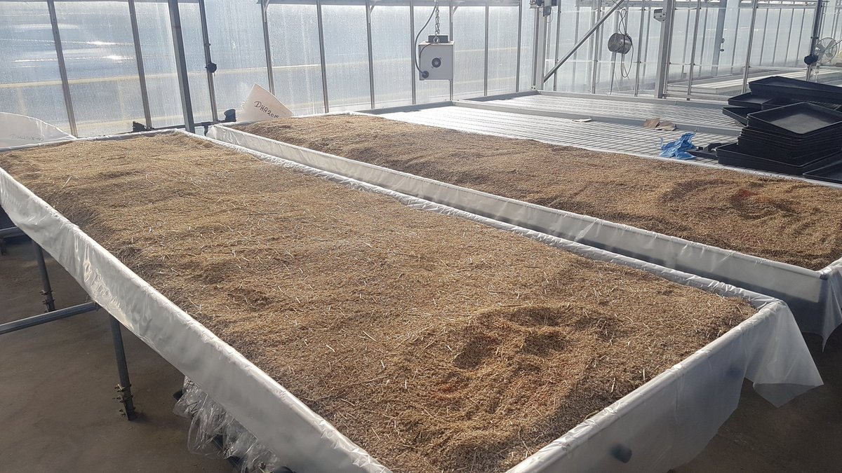 JohnathanNapie1's tweet photo. This is the amazing power of plant biotechnology! 7 years ago we made a GM camelina plant that makes omega-3 fish oils. Today in the glasshouse we have ~50 million seeds of this same plant! A self-replicating system for sustainable aquaculture &amp; better nutrition for all. https://t.co/eaCEEEI1pG