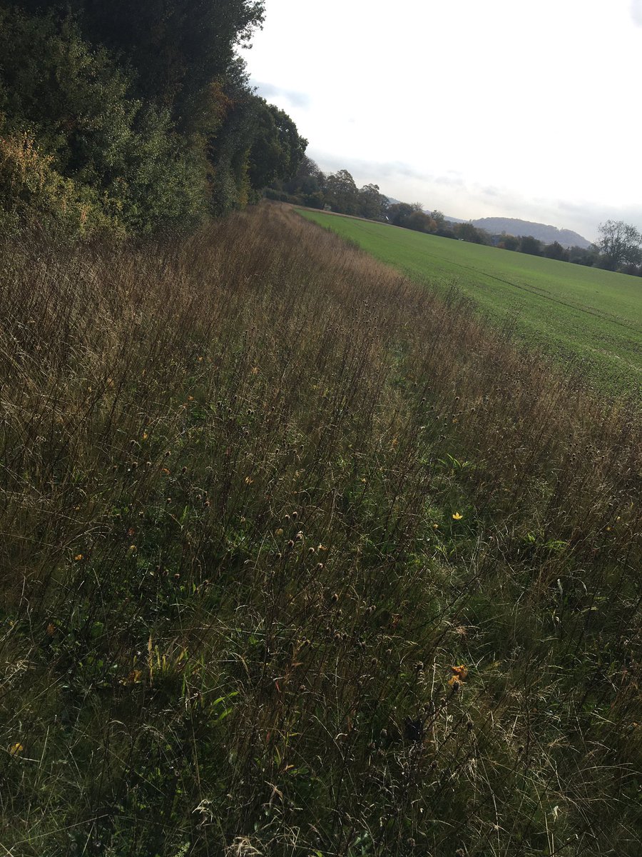 NickMarriner1's tweet photo. c. 45ha new arable reversion, wildflower &amp; tussocky grass margins, chalk grassland restoration &amp; winter bird planted areas establishing well (despite drought 👍) on @ChilternsCCC #farmercluster farm. Farmer led, landscape scale - better, bigger, more, better connected 👍👏 https://t.co/L7M5Ce62UR