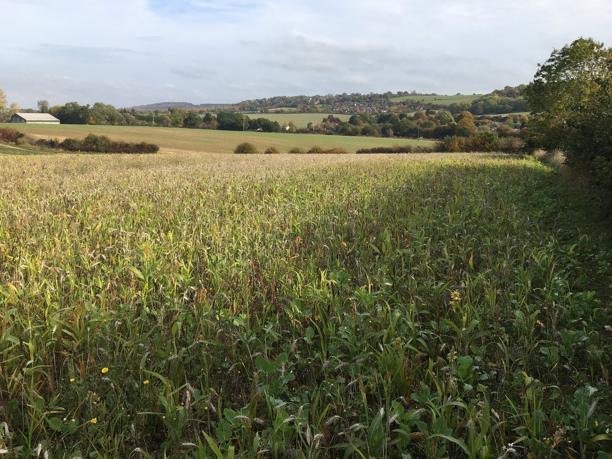 Nick Marriner (@nickmarriner1) on Twitter photo c. 45ha new arable reversion, wildflower & tussocky grass margins, chalk grassland restoration & winter bird planted areas establishing well (despite drought 👍) on <a href="/ChilternsCCC/">Chalk Cherries and Chairs Team</a> #farmercluster farm. Farmer led, landscape scale - better, bigger, more, better connected 👍👏 c. 45ha new arable reversion, wildflower & tussocky grass margins, chalk grassland restoration & winter bird planted areas establishing well (despite drought 👍) on <a href="/ChilternsCCC/">Chalk Cherries and Chairs Team</a> #farmercluster farm. Farmer led, landscape scale - better, bigger, more, better connected 👍👏