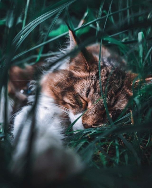 Snoozing in the Jungle ❤️🌈 Oh baby baby it's a wild world 🎵 🎵 #cats #CatsofTwittter #CatsLover #CatsOnTwitter