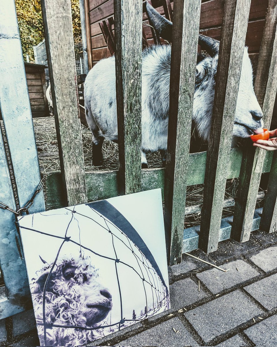 tomikudlaty17's tweet photo. 29th #recordbirthday to #PearlJam's #Vs #fiveagainstnone #vinylcommunitypost #vinylgeek #vinyllover #vinylspinningnow #vinylcollection #Vinyl #vinyloftheday #vinylrecords #vinyladdict #vinyljunkie #vinylcollector #vinylcommunity @PearlJam https://t.co/xTz7X9klz6
