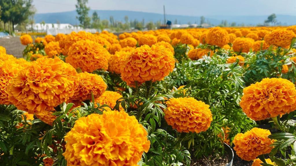 FernandoRubioQ_'s tweet photo. La renivelación de las parcelas que hicimos a través de nuestra #DGCORENADR @SEDEMA_CDMX permitió la reactivación de 40 unidades de producción, como la de Freddy, quien tiene casi 150 mil plantas de #Cempasúchil listas para esta celebración del #DíaDeMuertos https://t.co/oZ7IEB0lVA